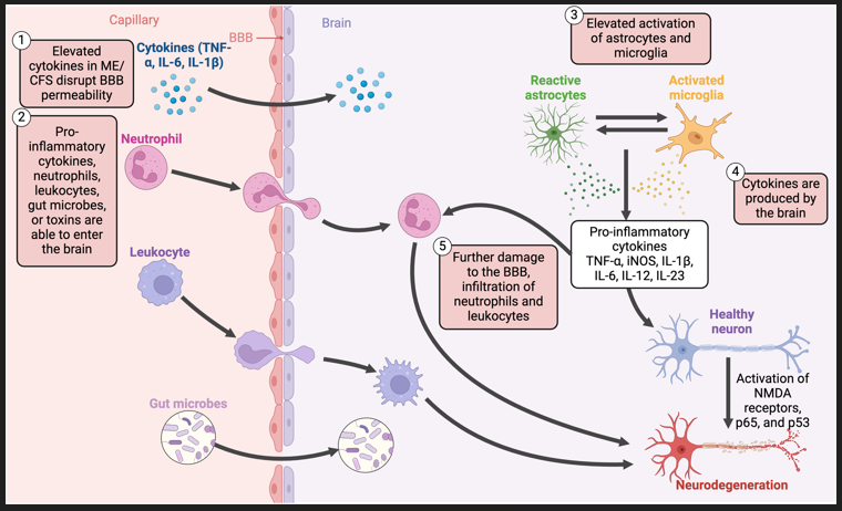 A diagram showing disruption of the blood-brain barrier, the translocation of pro-inflammatory cytokines, and chronic activation of various non-neuronal cells contribute to neuroinflammatory mechanisms in ME/CFS.